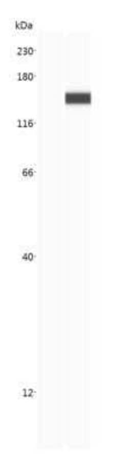 CRISPR-Cas9 Antibody (7A9-3A3) - N-Terminus - Azide and BSA Free, Novus